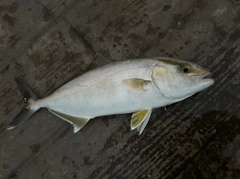 ショゴの釣果