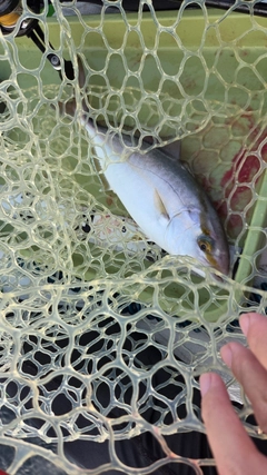 マハタの釣果
