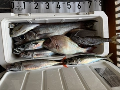 オアカムロの釣果