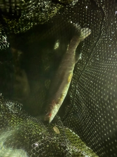 ニジマスの釣果