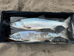 アキアジの釣果