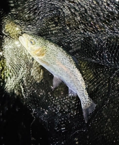 ニジマスの釣果