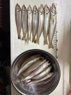 シロギスの釣果