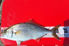 ショゴの釣果