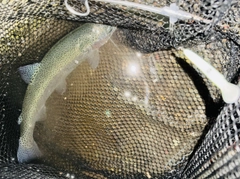 ニジマスの釣果