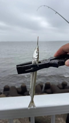 サヨリの釣果