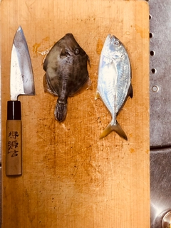 メッキの釣果