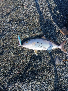 ショゴの釣果