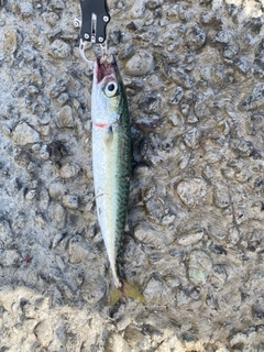 サバの釣果