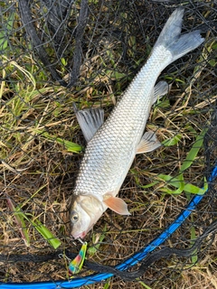 ニゴイの釣果