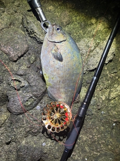 イスズミの釣果
