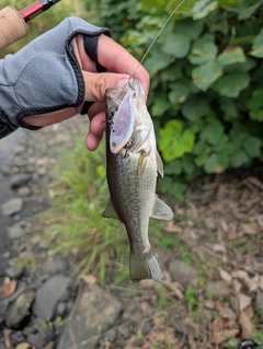 ラージマウスバスの釣果