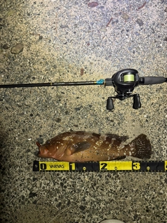 アコウの釣果