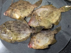 カワハギの釣果