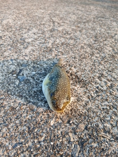 クサフグの釣果