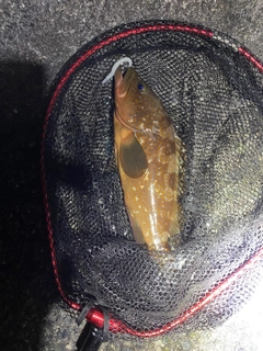 アコウの釣果