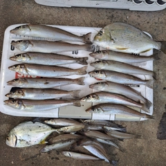 シロギスの釣果