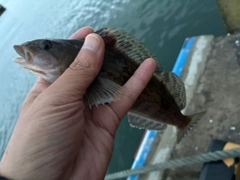 アイナメの釣果