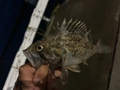 クロソイの釣果
