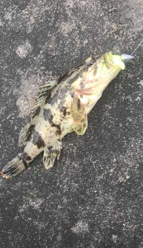 タケノコメバルの釣果