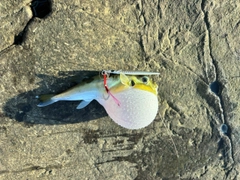 フグの釣果
