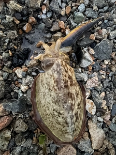 モンゴウイカの釣果