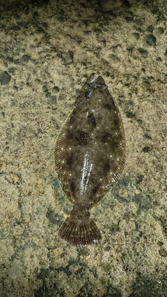 ヒラメの釣果