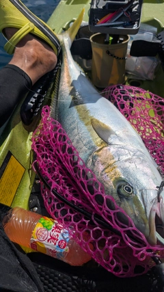 ヒラマサの釣果
