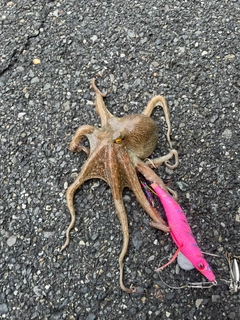 タコの釣果