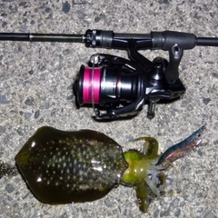 アオリイカの釣果