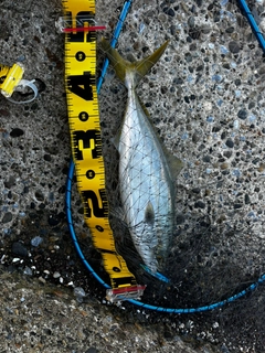 イナダの釣果