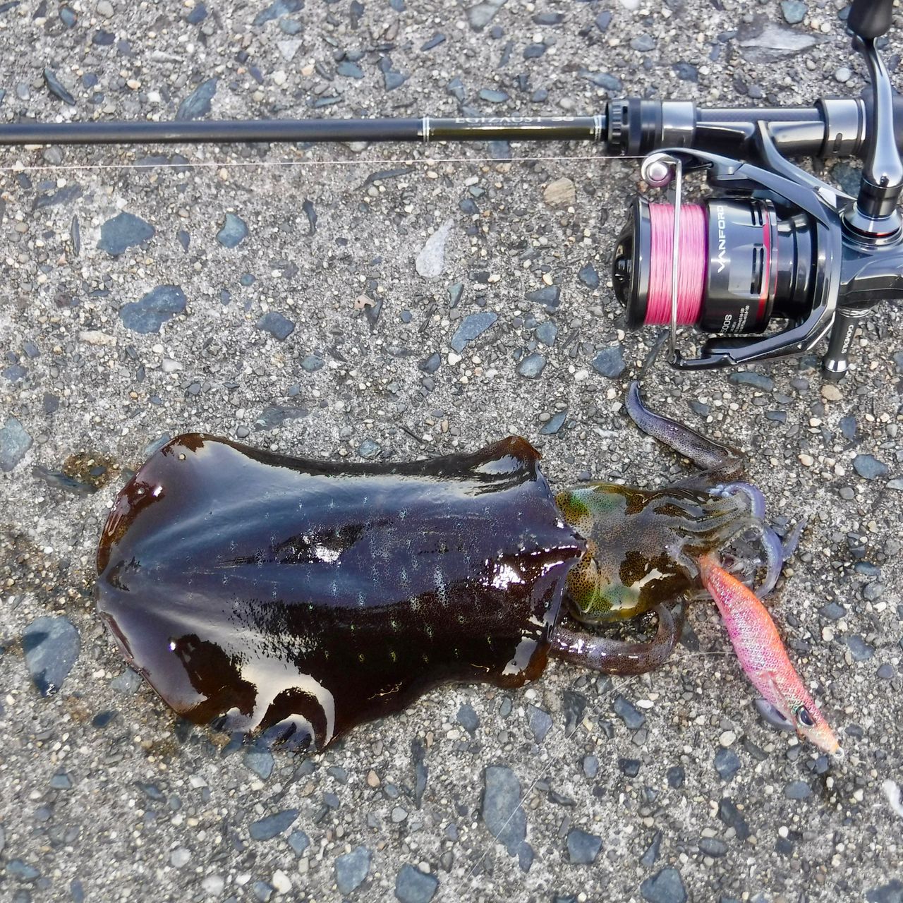 SHIMANO 20ヴァンフォード 2500Sの最安値・インプレ・釣果 | 本音の