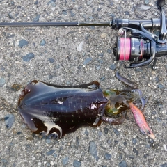 アオリイカの釣果