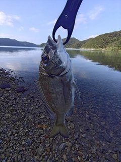 ミナミクロダイの釣果