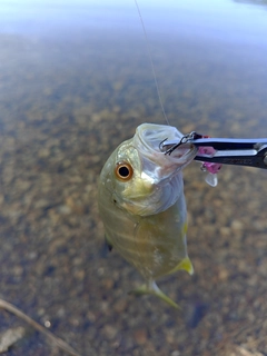 メッキの釣果