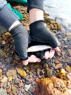 ウグイの釣果