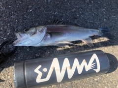 セイゴ（マルスズキ）の釣果