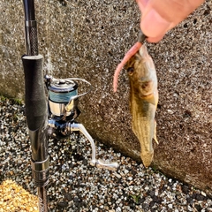マハゼの釣果