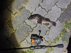 クロソイの釣果