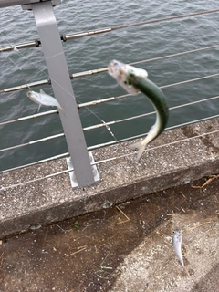 マイワシの釣果