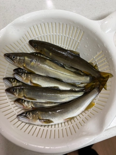 アユの釣果