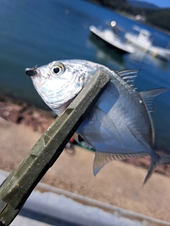 メッキの釣果