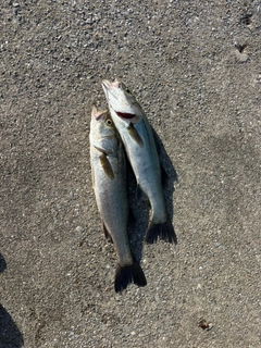 スズキの釣果