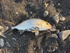 ショゴの釣果
