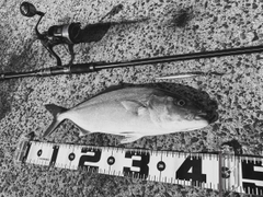 カンパチの釣果