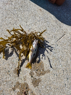 釣果