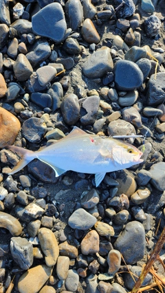 ショゴの釣果