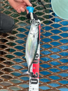 ソウダガツオの釣果