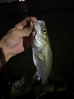 セイゴ（タイリクスズキ）の釣果