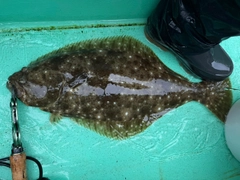 ヒラメの釣果